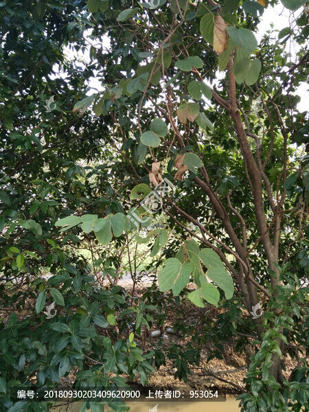 樹枝