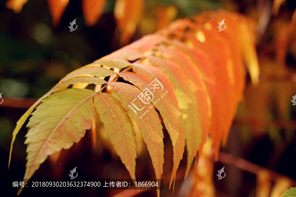 深秋的樹(shù)葉