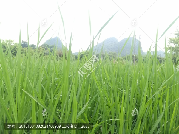 稻穗