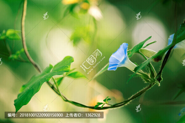 牽牛花