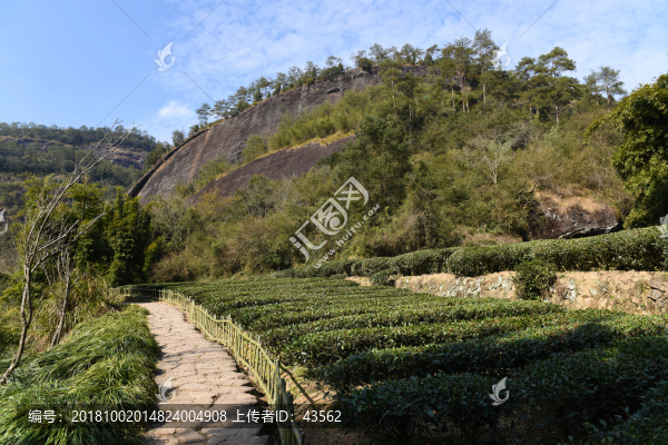 武夷山茶園