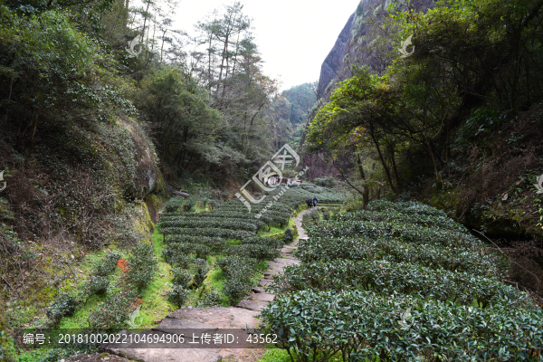 武夷山茶園