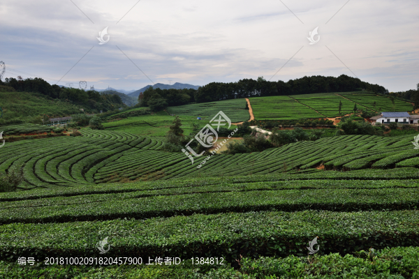 茶山茶園