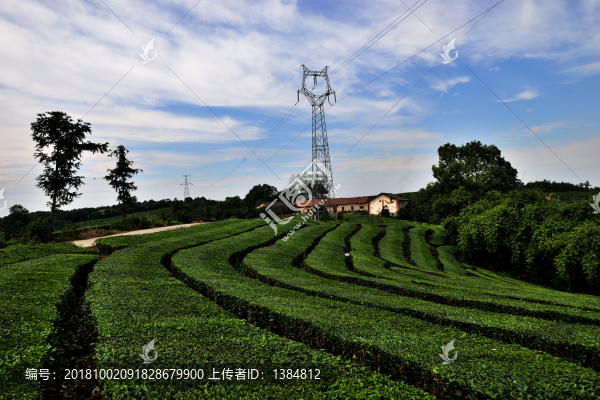 茶山茶園