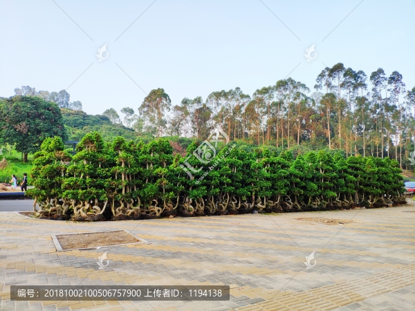 盆景植物