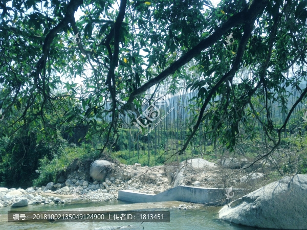 小河樹枝