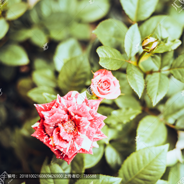 鮮花
