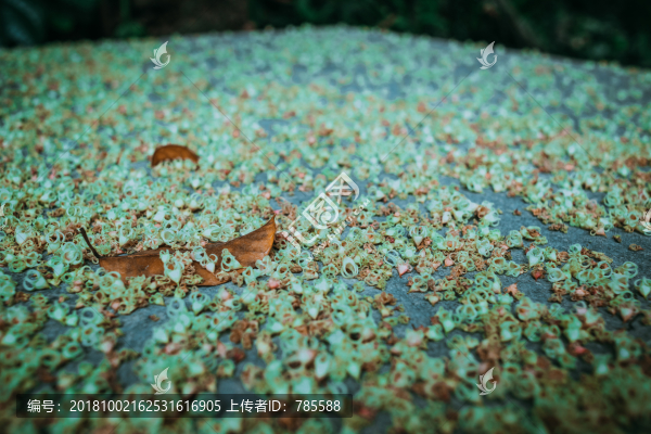 鮮花