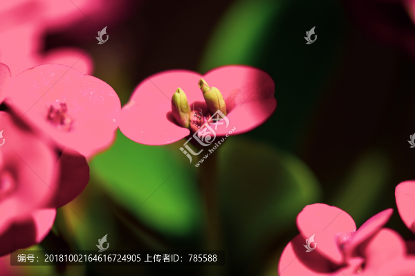 鮮花