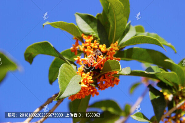 桂花桂枝