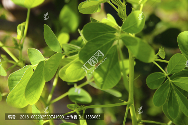 藥用植物決明