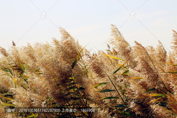 沙漠里的蘆葦草