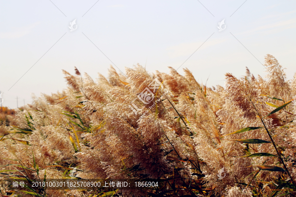 沙漠里的蘆葦草