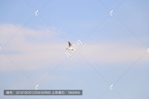 自由翱翔的水鳥
