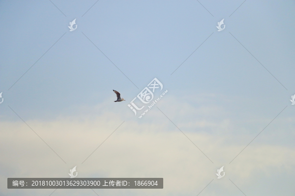 自由翱翔的水鳥