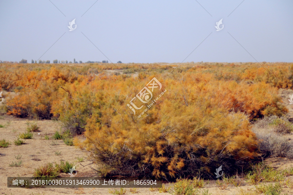 沙漠紅柳高清大圖