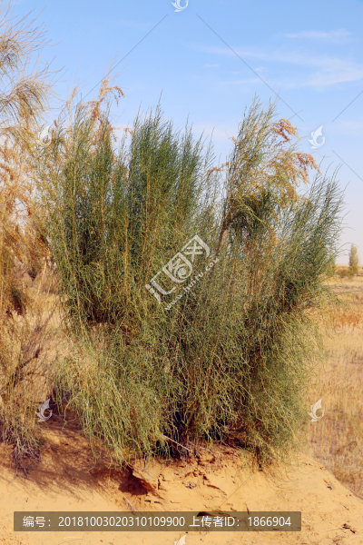 孤獨(dú)的綠色