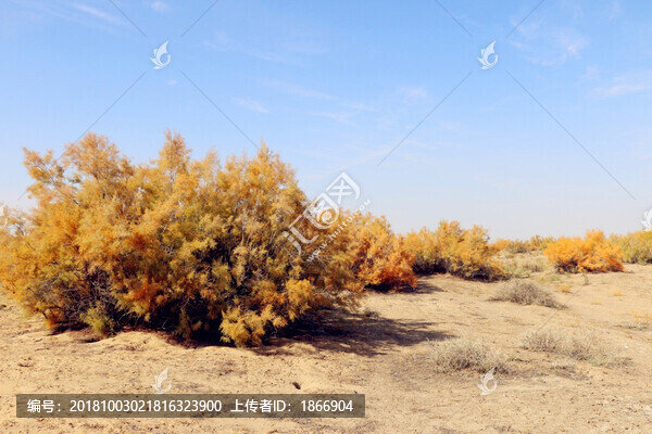 堅強和美麗的精神象征