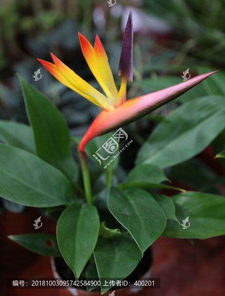 天堂鳥花卉