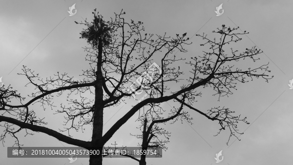 意境樹