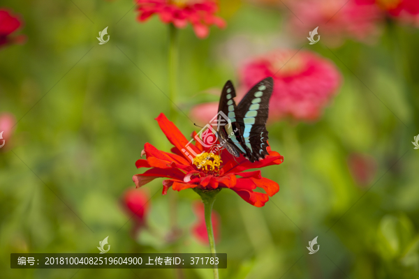 蝴蝶和花