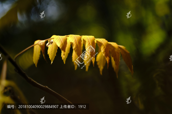秋葉