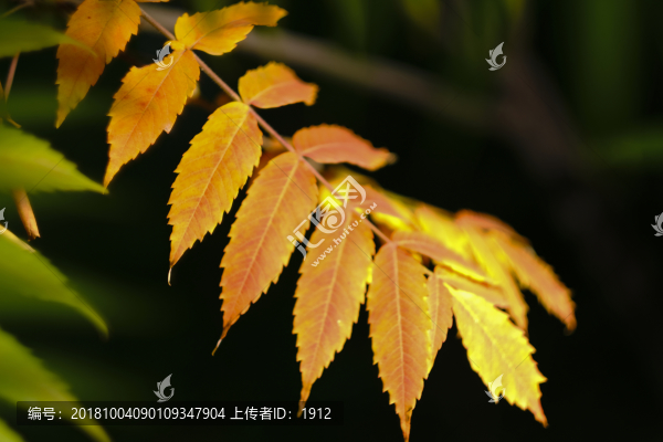 秋葉