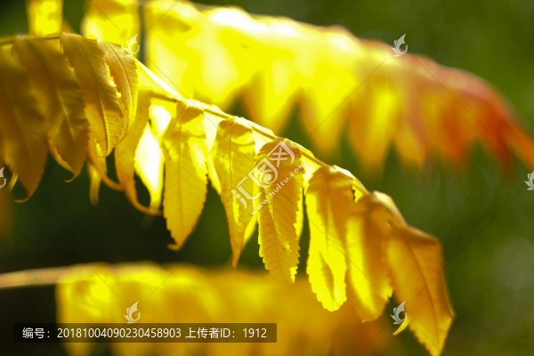 一葉知秋