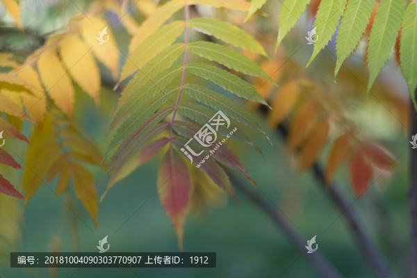 一葉知秋