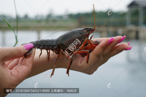 小龍蝦