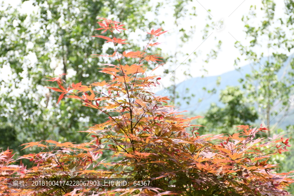 楓樹林