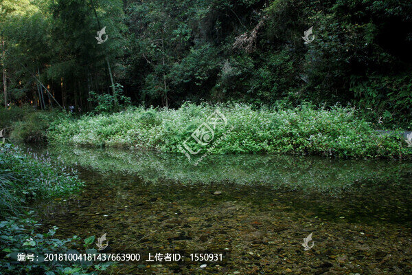 野花