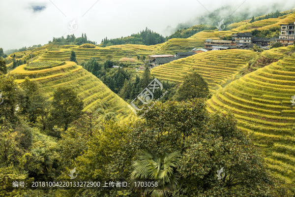 桂林龍脊梯田