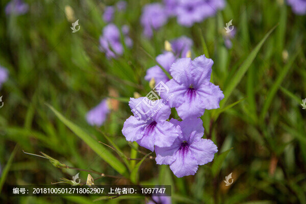 藍(lán)花草