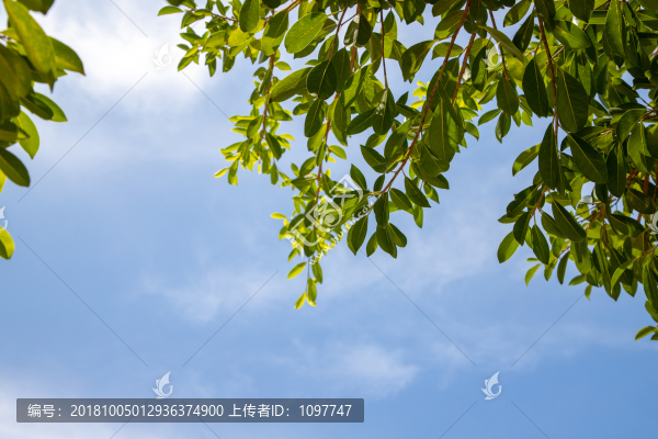 綠葉天空
