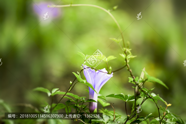 牽?；? title=