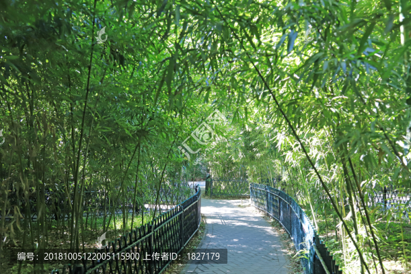 竹林小路