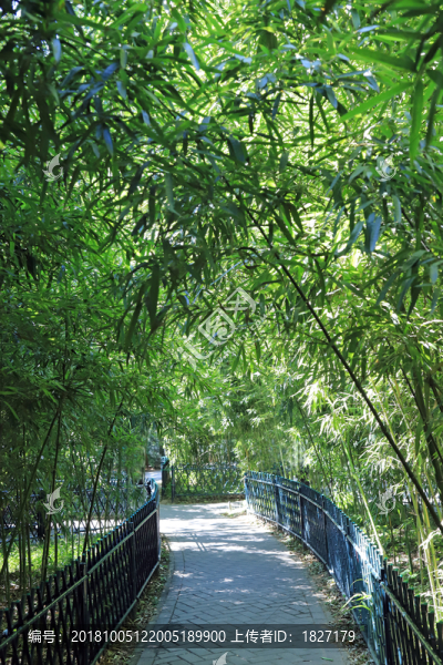 竹林