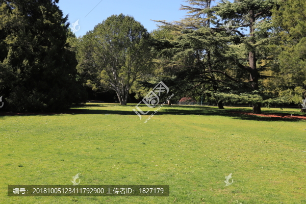 草地