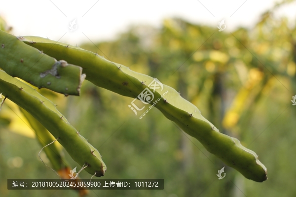 火龍果
