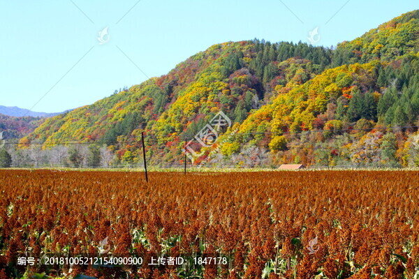 紅高粱
