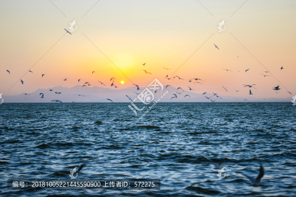 滇池日出海鷗飛舞