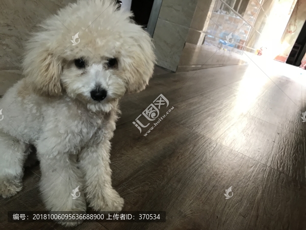 貴賓犬