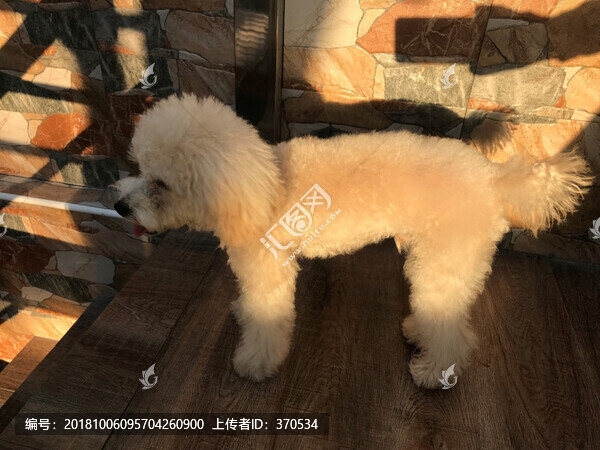 貴賓犬