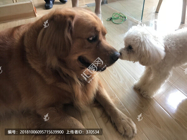 寵物犬
