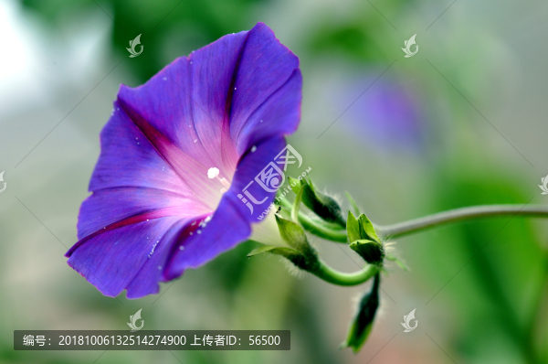 牽牛花