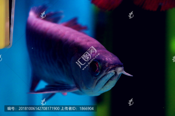 高貴威武的銀龍魚