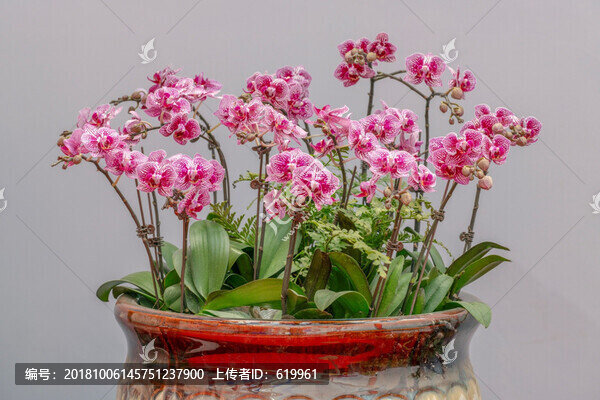 蘭花
