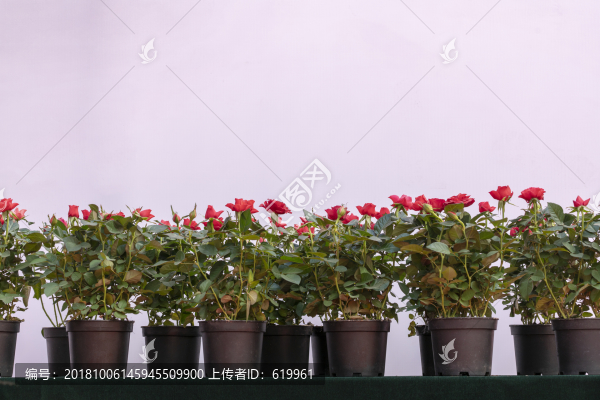 小花月季