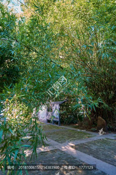 竹林